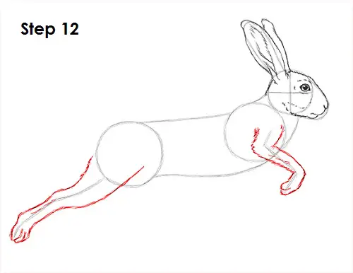 Draw Hare Jackrabbit 12