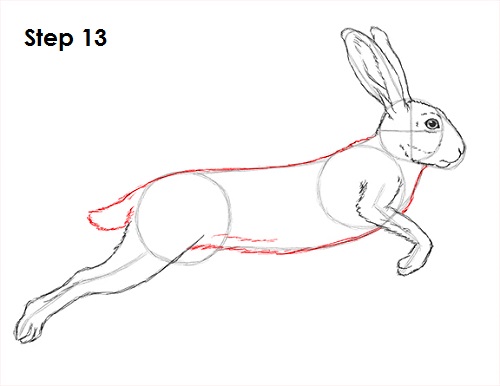 Draw Hare Jackrabbit 13
