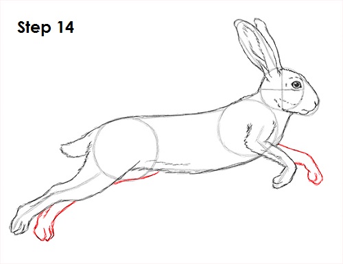 Draw Hare Jackrabbit 14