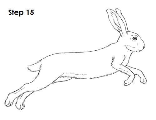 Draw Hare Jackrabbit 15