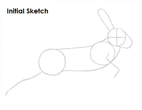 Draw Hare Jackrabbit Sketch