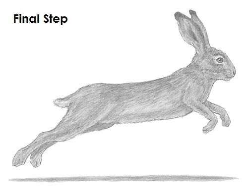 Draw Hare Jackrabbit Final
