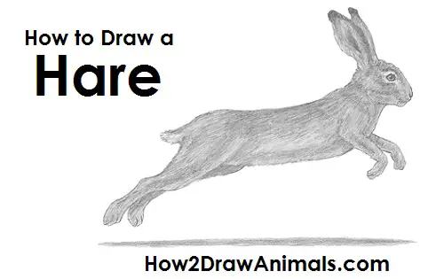 Draw Hare Jackrabbit