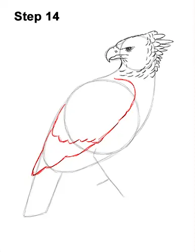 How to Draw an American Harpy Eagle Bird 14