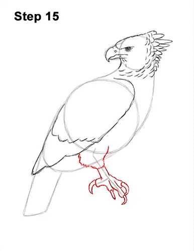 How to Draw an American Harpy Eagle Bird 15