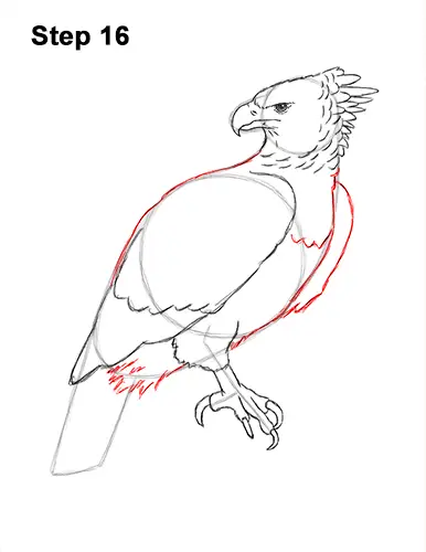 How to Draw an American Harpy Eagle Bird 16