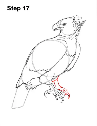 How to Draw an American Harpy Eagle Bird 17