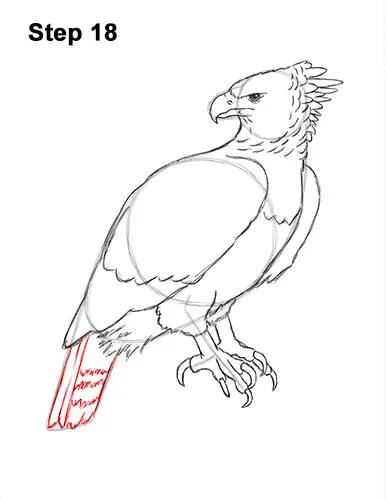 How to Draw an American Harpy Eagle Bird 18