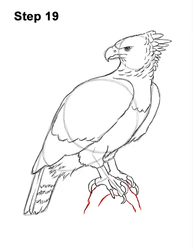 How to Draw an American Harpy Eagle Bird 19