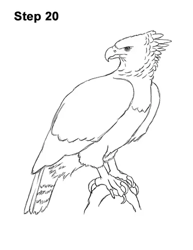 How to Draw an American Harpy Eagle Bird 20