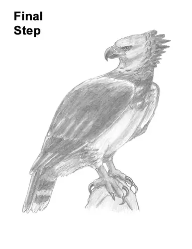 How to Draw an American Harpy Eagle Bird