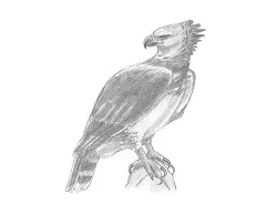 How to Draw a Harpy Eagle Bird
