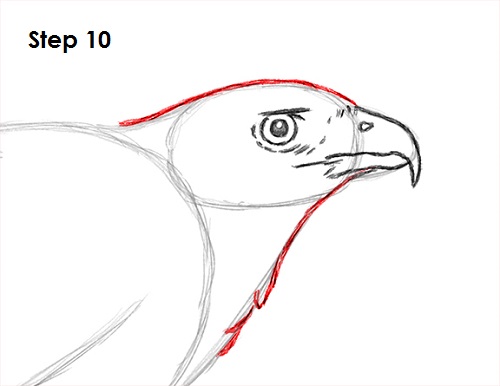 Draw Harris Hawk 10