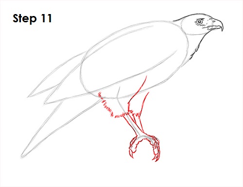 Draw Harris Hawk 11