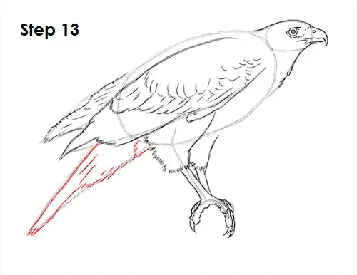 Draw Harris Hawk 13