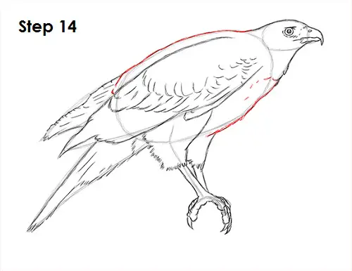 Draw Harris Hawk 14