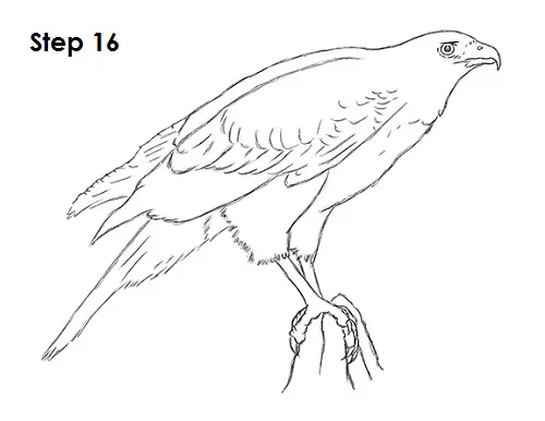 Draw Harris Hawk 16