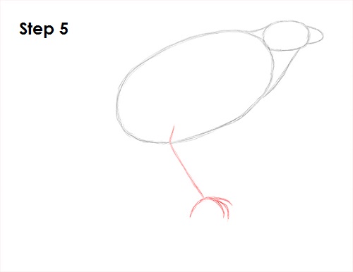 Draw Harris Hawk 5