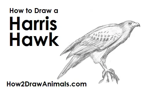 How to Draw a Harris's Hawk Bird Side View