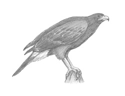How to Draw a Harris Hawk Bird Side View