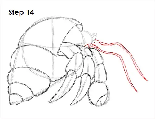 Draw Hermit Crab 14
