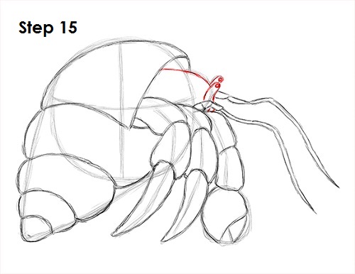 Draw Hermit Crab 15
