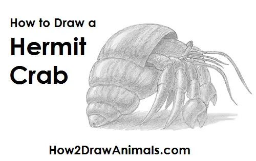 Draw Hermit Crab