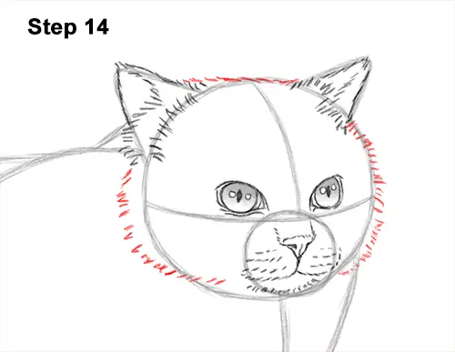 How to Draw Himalayan Cat Kitten Seal Point 14