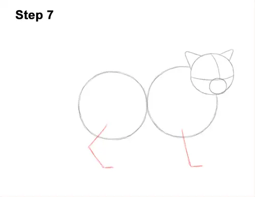 How to Draw Himalayan Cat Kitten Seal Point 7