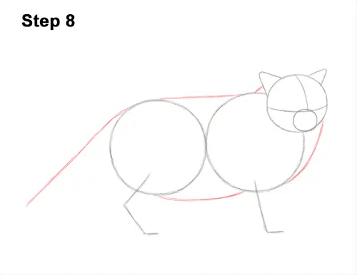 How to Draw Himalayan Cat Kitten Seal Point 8
