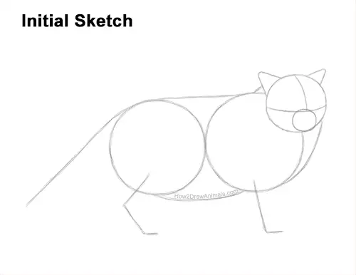 How to Draw Himalayan Cat Kitten Seal Point Guides Lines