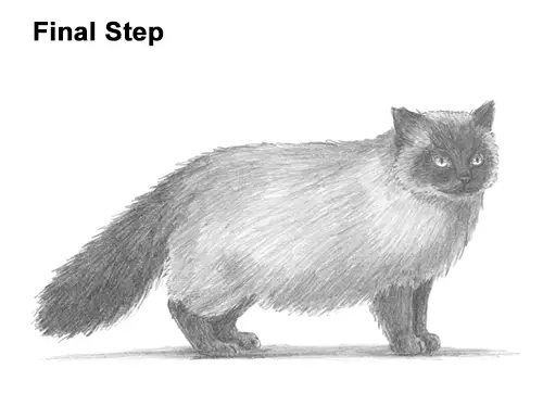 How to Draw Himalayan Cat Kitten Seal Point