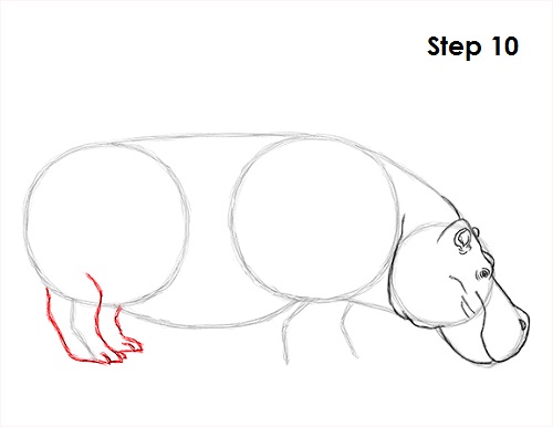 Draw Hippopotamus 10