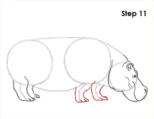 Draw Hippopotamus 11