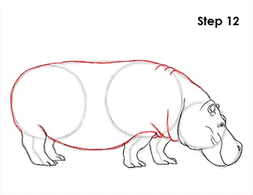 Draw Hippopotamus 12