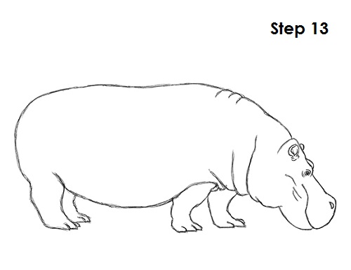 Draw Hippopotamus 13