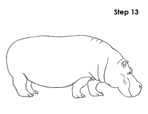 How to Draw a Hippopotamus VIDEO & Step-by-Step Pictures