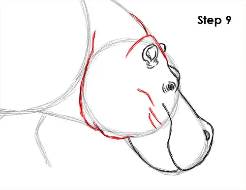 Draw Hippopotamus 9