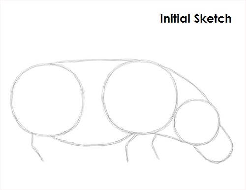 Draw Hippopotamus Sketch