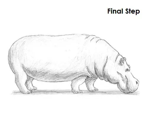 Draw Hippopotamus Final