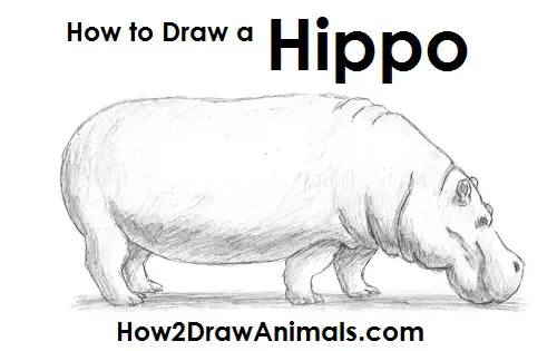 Draw Hippopotamus