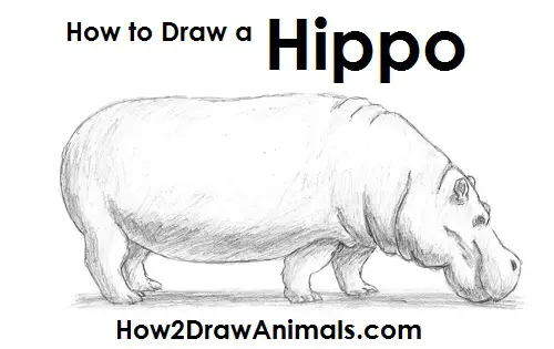 How to Draw a Hippopotamus Hippo Side View