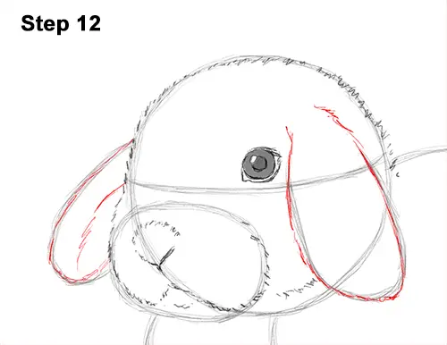 Draw Holland Lop Rabbit 12