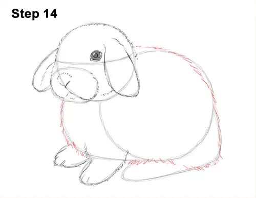 Draw Holland Lop Rabbit 14