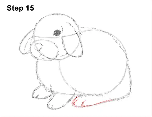 Draw Holland Lop Rabbit 15
