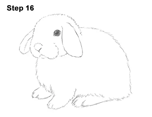 Draw Holland Lop Rabbit 16