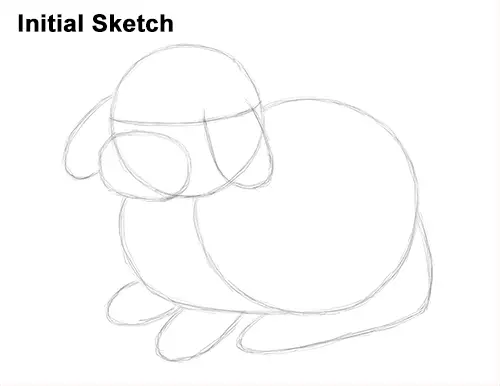 Draw Holland Lop Rabbit Sketch