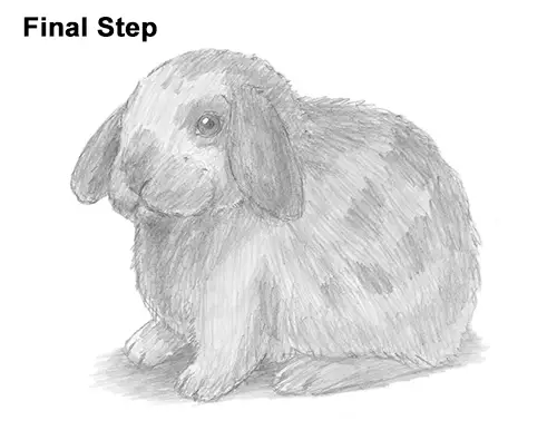 Draw Holland Lop Rabbit