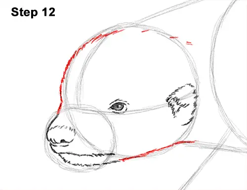 Draw Honey Badger 12