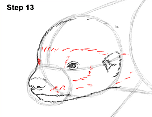 Draw Honey Badger 13